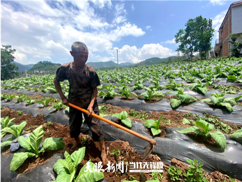 76岁的村民卯照荣正在锄草