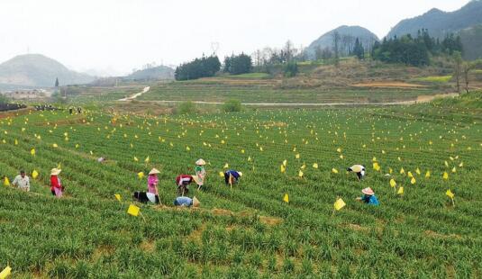 普定县水母河流域万亩韭黄地。