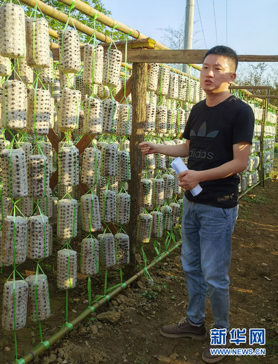 洒金村驻村第一书记刘刚介绍菌棒。 向定杰 摄