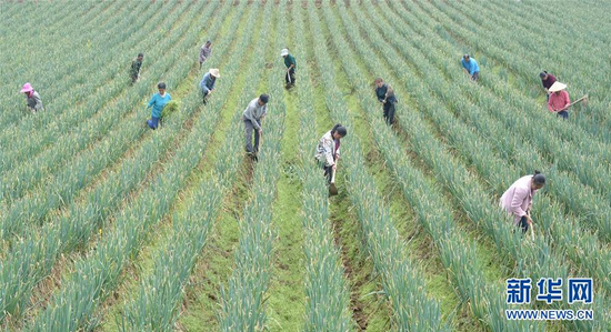 3月23日,黔西县锦星镇庆民村村民在大葱种植基地劳作。新华社记者 杨楹 摄