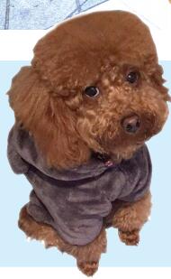 小型犬也可能咬人。