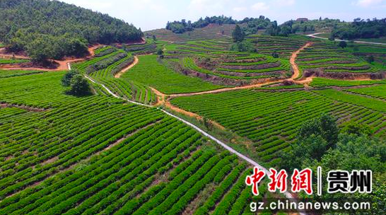 金沙縣青山環繞的茶葉基地 何志剛攝