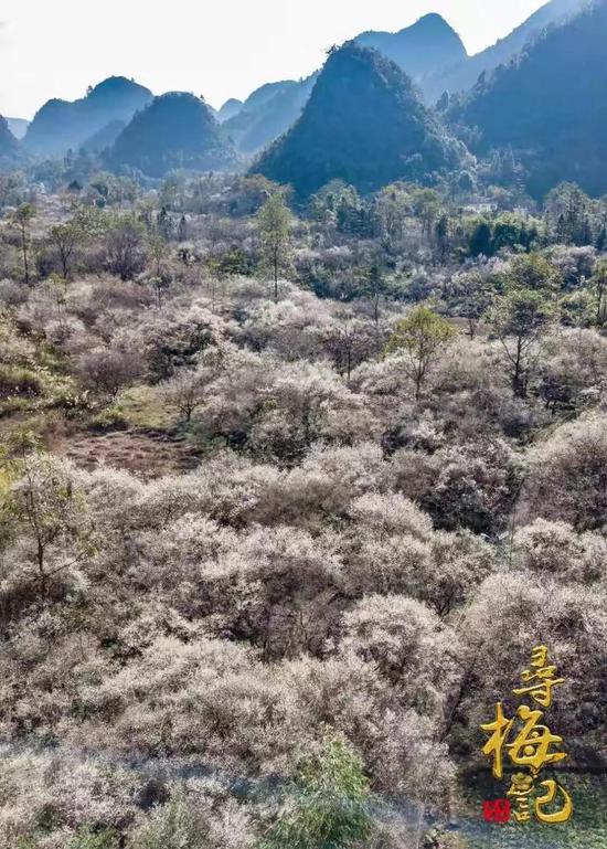 荔波梅花季