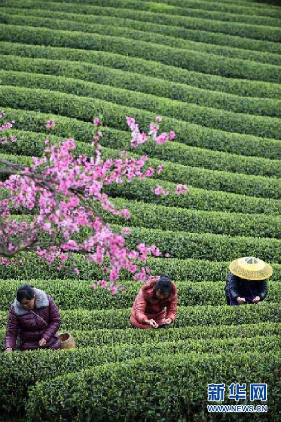 采茶工人在贵州省遵义市余庆县松烟镇一处茶场采摘“明前茶”(2019年3月31日摄)。新华社记者 杨文斌 摄