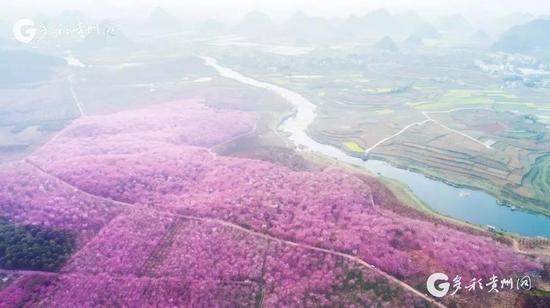平坝万亩樱花园