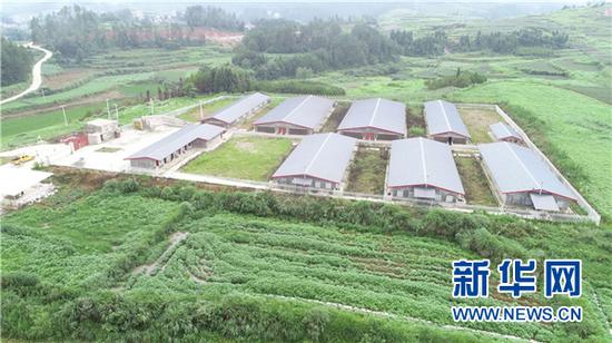 当地农民代养生猪的养殖场。