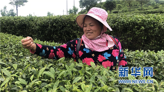 贫困户正在“扶贫茶园”采茶。新华社记者蒋成摄