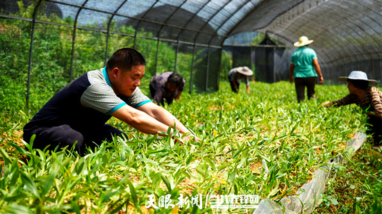 两汇水村金钗石斛苗圃基地里,贾洪刚查看石斛苗长势情况