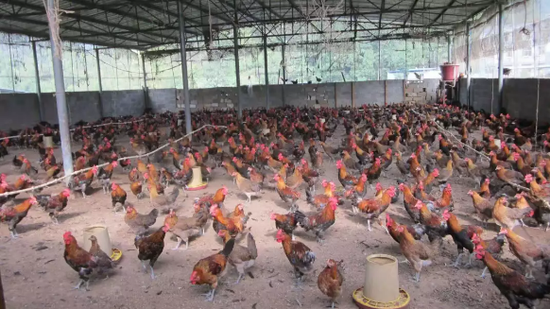 沿河:板场镇86家专业合作社 助1694户贫困户脱