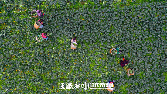铜仁市玉屏自治县新店镇沙水坪坝区。坝区实施1000亩的西兰花耕种,现下村民正忙着分采摘西兰花。(胡攀学 摄)