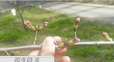 平坝农场的樱花含苞待放。