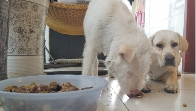 杜丽萍说,也许是过了太多苦日子,回到家的丑丑变得不挑食了。