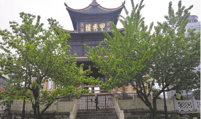 甲秀楼前的两棵樱桃树。