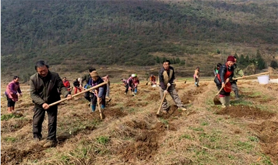 村民种植猕猴桃