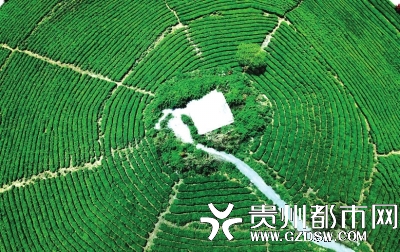 安顺市西秀区茶场,犹如一张巨大的蜘蛛网。 吴东俊 摄