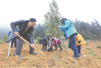 2月11日,干部群众在七星关区大新桥街道办事处殷官屯社区义务植树。