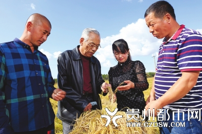 “稻花香之父”田永太(左二)指导水稻合作社社员。