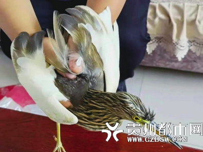 民警现场解救一只候鸟 朱娇摄