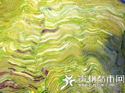 从江县刚边乡宰别村梯田“春耕图”。 吴德军 摄