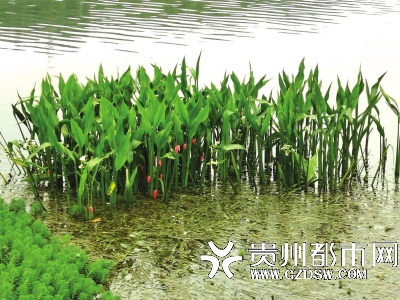 保利溪湖的植物上到处都是粉红色的螺卵。