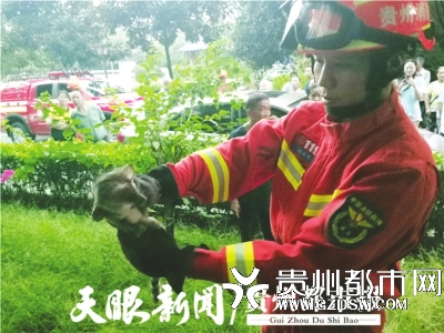 消防员抓到的灵猫