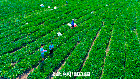 册亨县冗度镇坛坪村的坝区里,“广东菜心”长得郁郁葱葱 王国义 摄