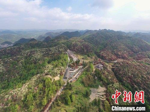 航拍“地球彩带”贵州毕节百里杜鹃景区 瞿宏伦 摄