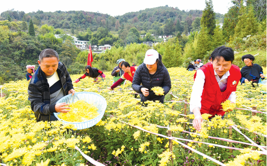 村民在采菊。 罗显琴 摄