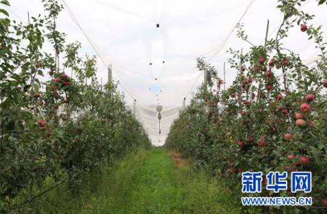威宁苹果基地(9月8日摄)。新华网发(杨盼 摄)