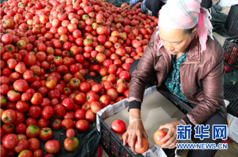贵州江楠物流园务工人员分装西红柿(9月8日摄)。新华网发(杨盼 摄)