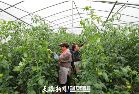 村民在蔬菜基地忙碌 尹菊 摄