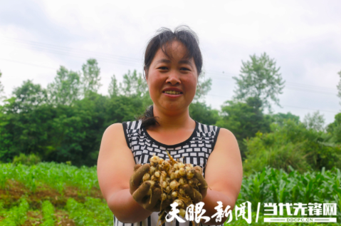 苦蒜种植大户