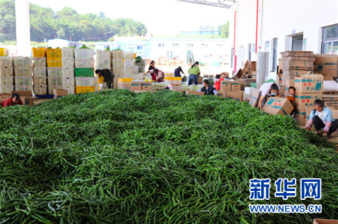 务工人员在分拣线椒(9月8日摄)。新华网发(杨盼 摄)