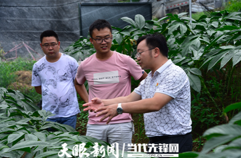 李秀松查看杨寨村魔芋情况