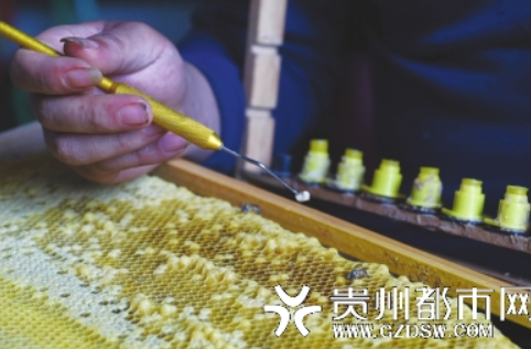 蜜蜂叫的声音 8121-imkzenp6915292.png