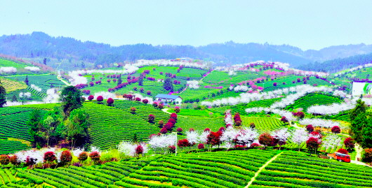 图为3月21日拍摄的余庆县松烟镇二龙茶山。通讯员 刘昌权 摄