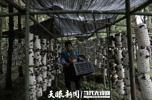 高寨人口_人口普查