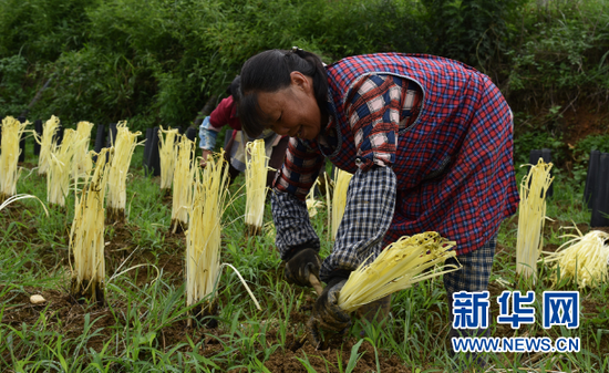 普定县化处镇化处村韭黄基地,农民正在收割成熟的韭黄。新华社记者蒋成 摄
