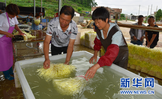 普定县化处镇化处村韭黄分拣中心,工作人员正在对韭黄进行清洗。新华社记者蒋成 摄