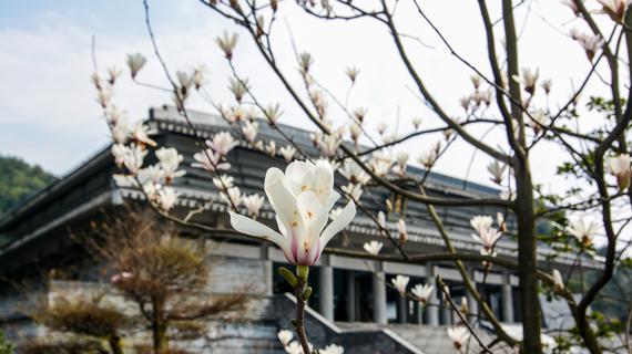 学堂花开,似水柔年