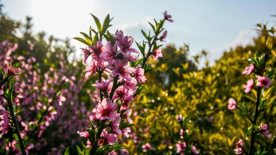 花开夕阳,春风静好