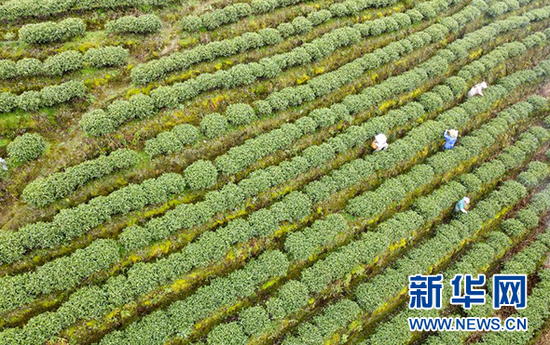 2月27日,村民们在贵州省独山县影山镇翁台村茶山上采茶。新华社发(雷磊波 摄)
