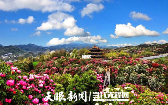 百里杜鹃景区。