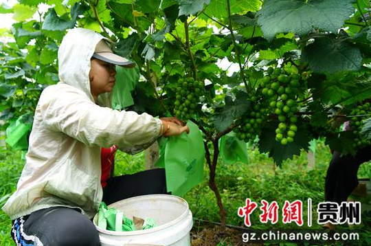 管理葡萄 麻占江攝