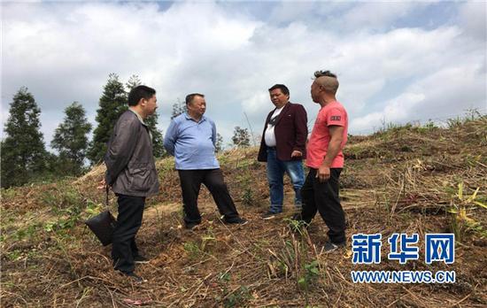 2019年,驻村工作组上山了解楠竹种植情况。新华网发