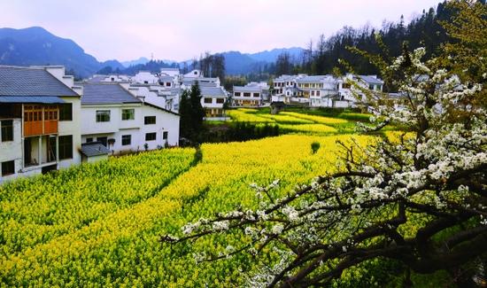 百花湖镇油菜花、李花争相盛放。 本报通讯员 王丽华 摄