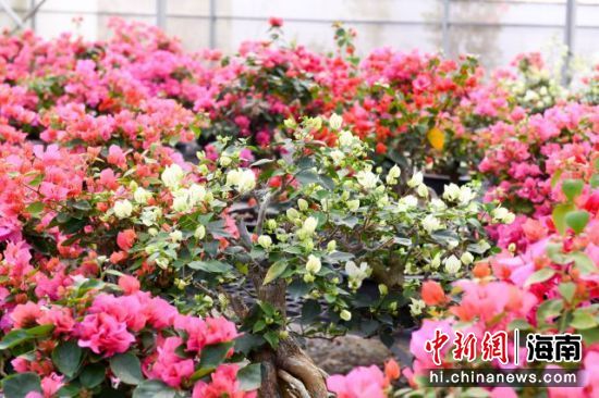 海口跨年三角梅花展开园 展期至明年3月