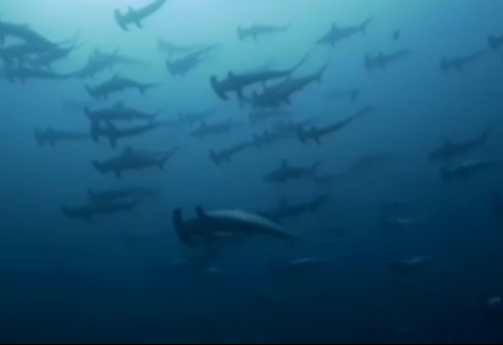 实拍印尼潜水员捕捉锤头鲨集体迁徙场景