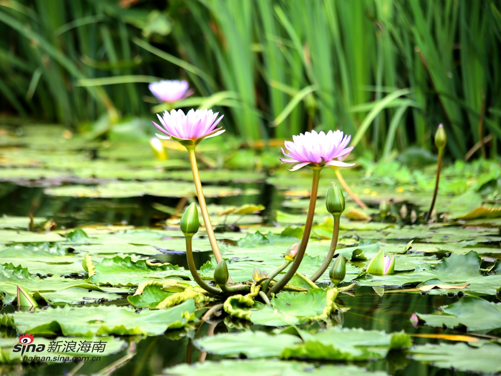 据相关负责人介绍， 凤翔公园中种植了桐花、玉蕊、水黄皮、银叶树、秋茄等红树植物2.3万株，这是我国城市内河首次成功种植红树林从而实现生态再造。(图/谢越杰)