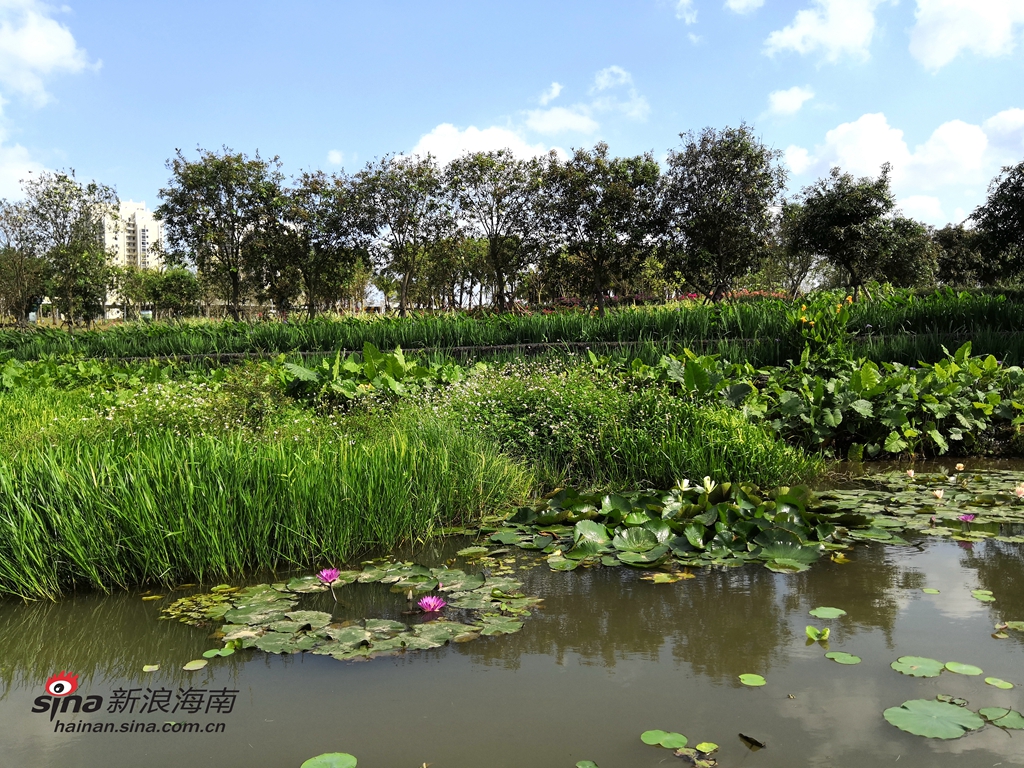 湿地入城的壮观，江河湖海沟“王者归来”，在为周围的居民提供了洁净水源的同时，也让大家感受到湿地入城的获得感和幸福感，实现了人与自然的和谐共生。湿地，已成为海口最耀眼的生态名片。(图/谢越杰)